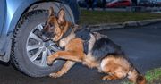 Chcesz urozmaicić psu codzienną rutynę? Wypróbuj nosework