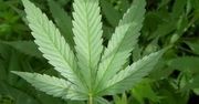 Poczekajmy z tą legalizacją marihuany!