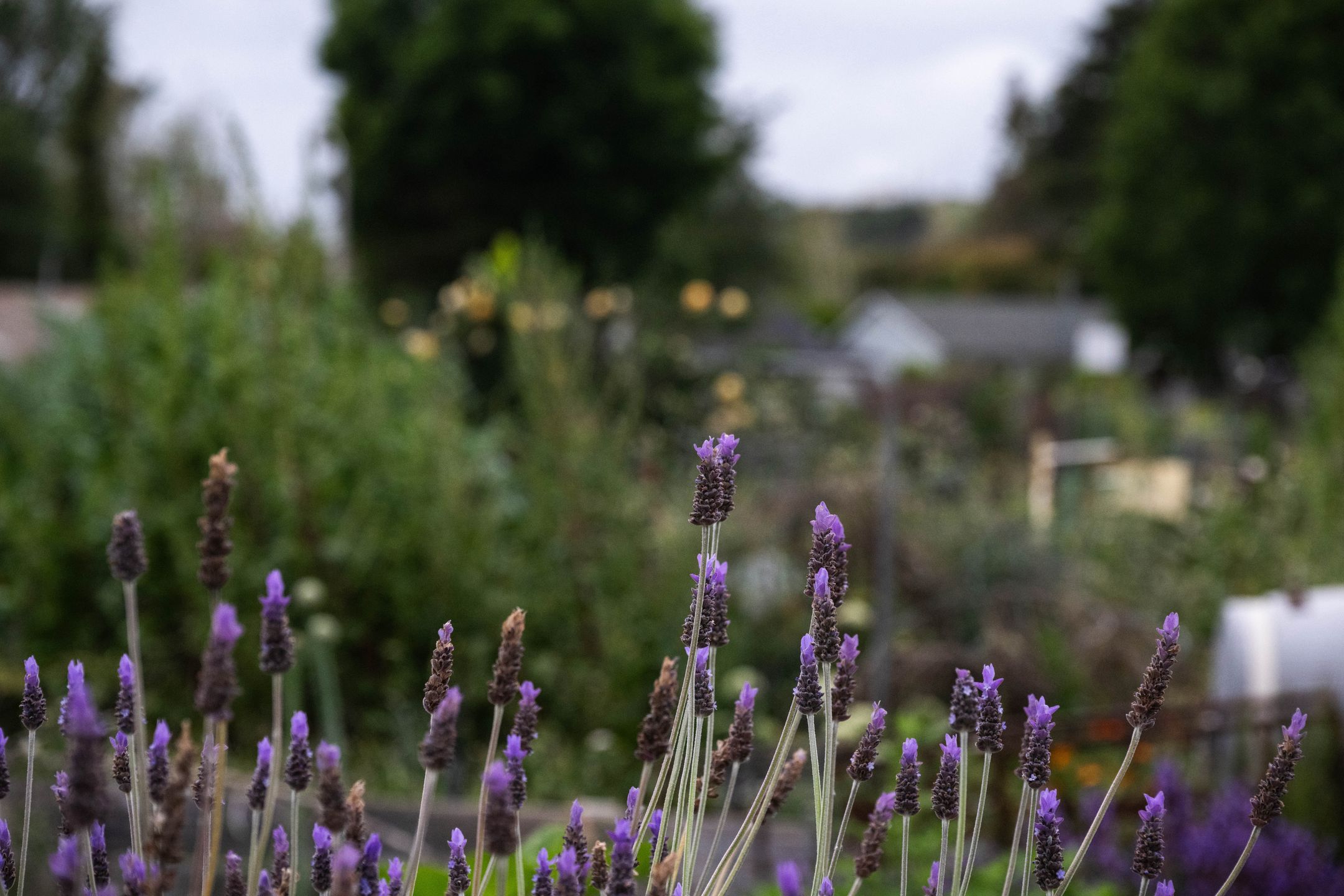 Altadena, CA - April 17:Lavender blooms at the Altadena Community Garden on Thursday, April 17, 2025. The garden is being opened for a few hours at a time for plot tenants to gather their belongings before the county scrapes away Eaton fire debris from the soil on Monday.  (Photo by Sarah Reingewirtz/MediaNews Group/Los Angeles Daily News via Getty Images)
