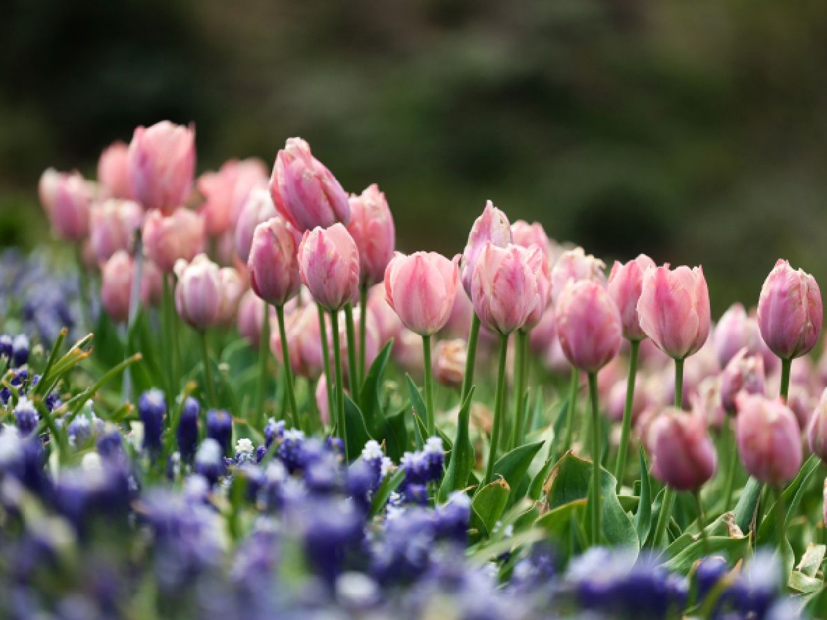 Łódź: Akcja sadzenia tulipanów w Ogrodzie Botanicznym. Wiosną rozkwitną