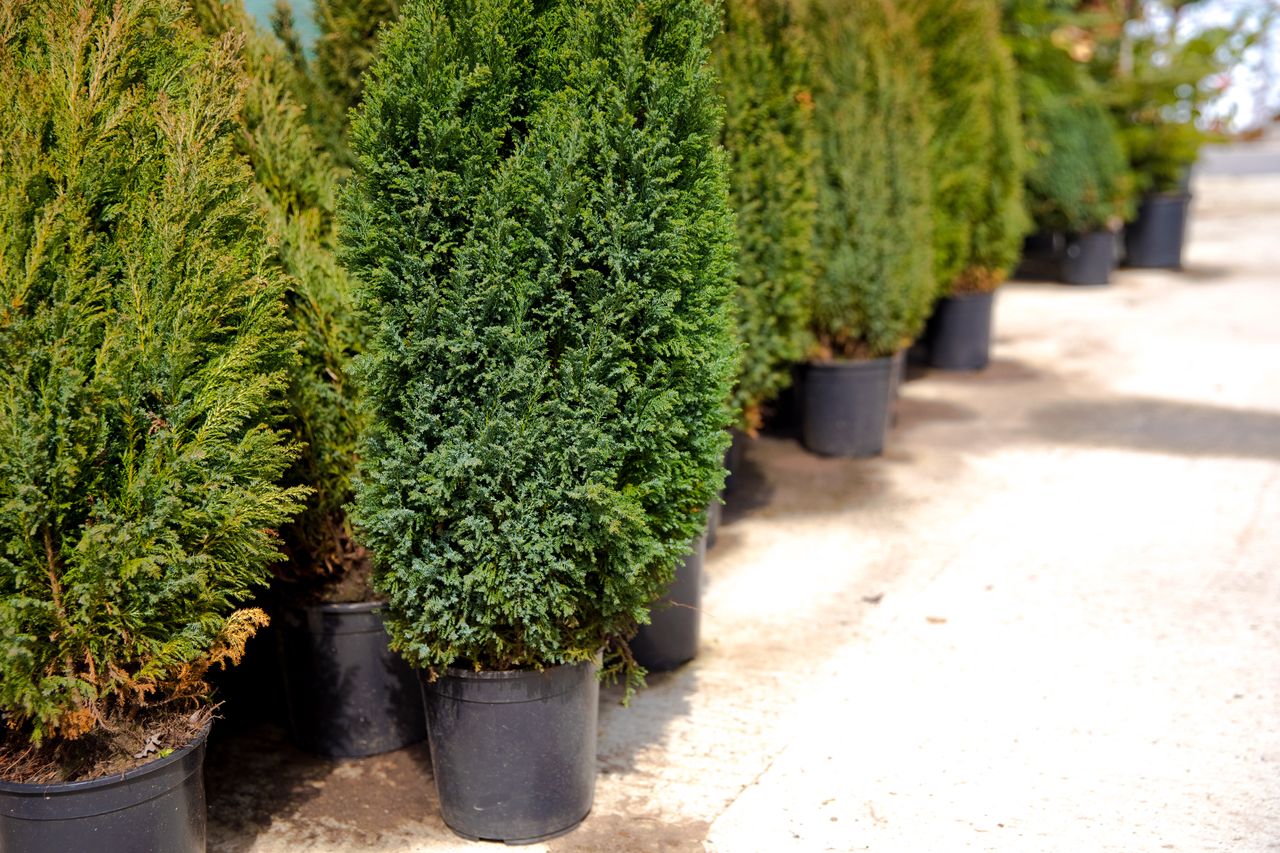 Cypress is a great alternative to the popular thuja.