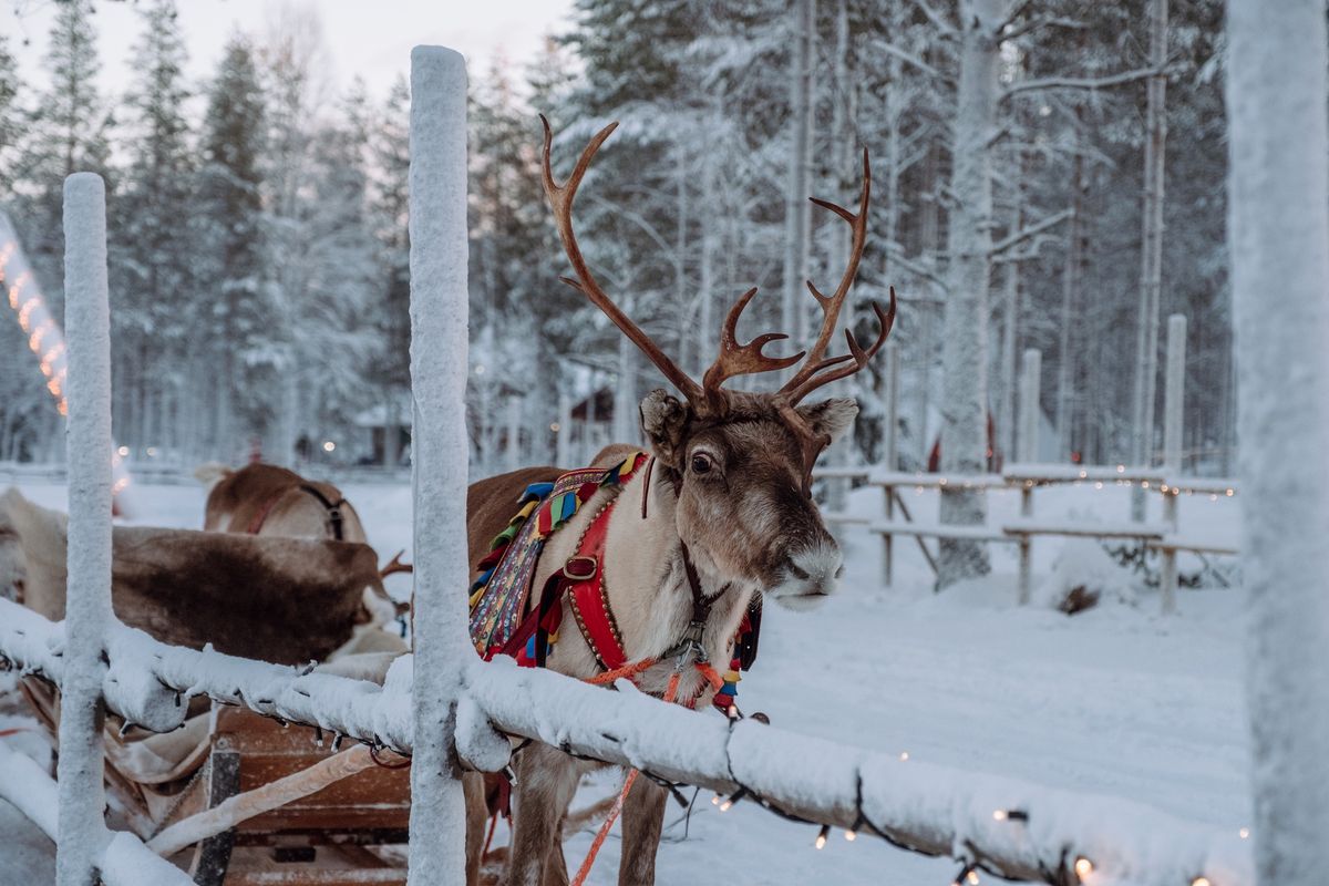 Laponia prawie całkowicie zamknęła się na turystów
