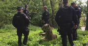 Uzbrojona policja przeprowadziła obławę na tygrysa. Okazało się, że to rzeźba