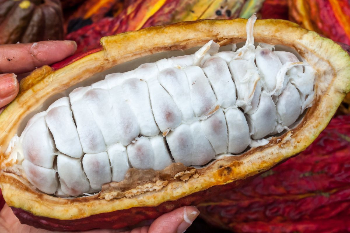 Cocoa revival: Rediscovering the benefits of a classic brew