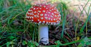 Grzyby trujące. Te śmiertelnie niebezpieczne grzyby łatwo uznać za jadalne