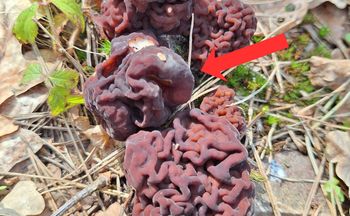 Nie zbieraj pod żadnym pozorem. Leśnicy ostrzegają