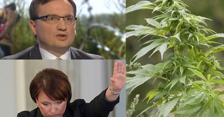 Sejm przyjął ustawę o medycznej marihuanie. Za 440 posłów, przeciw... KEMPA I ZIOBRO