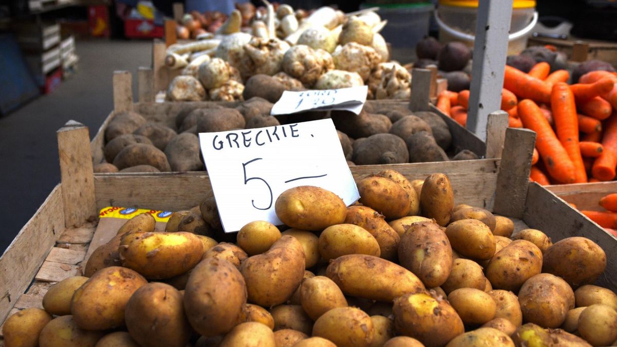Ziemniaki młode i wczesne to zupełnie różne gatunki ziemniaków.