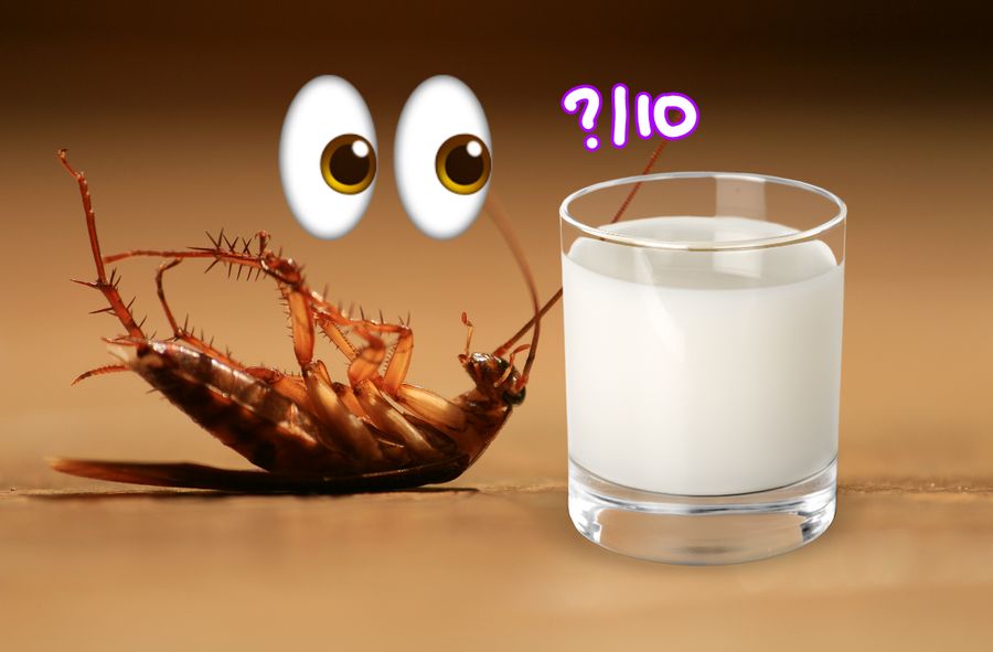 Czy będziemy pić mleko z karaluchów?