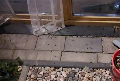 Opanowały lubelskie działki. "Robactwo wyłazi ze szpar"