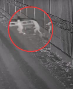 300 prób nielegalnego przekroczenia granicy. Nagrania z Podlasia