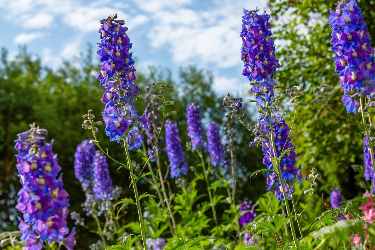 Przytnij, gdy zacznie przekwitać. Ostróżka odwdzięczy się burzą kwiatów