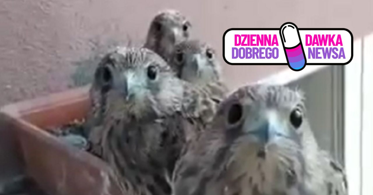 Przyszły na świat w doniczce. Wyjątkowe wideo z Lublina