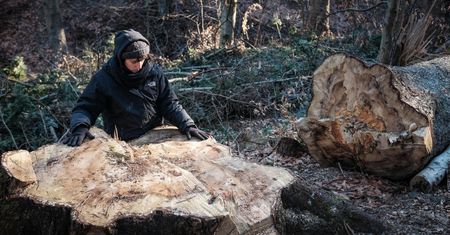 Ekolodzy wstrząśnięci. Lasy państwowe wycięły wyjątkowe drzewa