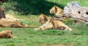 Koszmar w zoo. Lew zaatakował kobietę