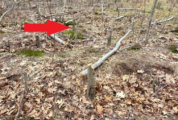 Smutny widok w lesie. "Leśniczy aż zaniemógł"