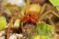 Groźny pająk coraz częściej spotykany w polskich domach. Co robić, gdy nas ugryzie?