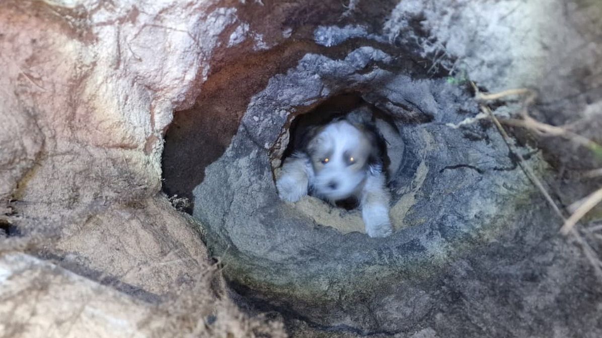 Pies wpadł po leju, powstałym prawdopodobnie wskutek nielegalnego wydobycia bursztynu 