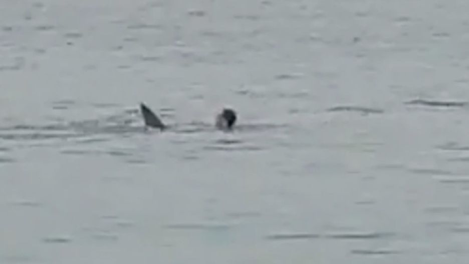 Rosjanin walczył z rekinem kilkadziesiąt sekund, wszystko nagrali turyści stojący na brzegu 