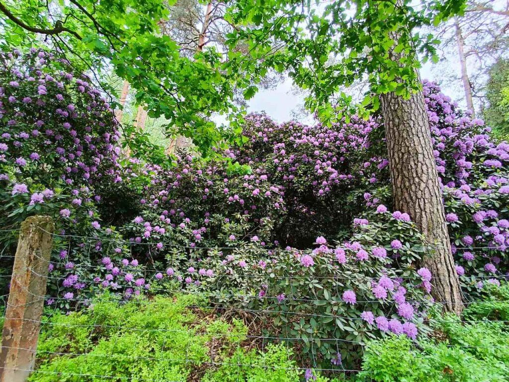Rezerwat rododendronowców