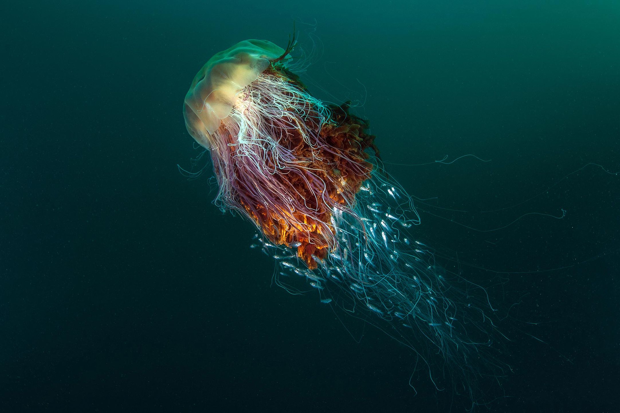 Prezentujmy Wam zwycięskie zdjęcia konkursu British Wildlife Photography Awards 2016 3