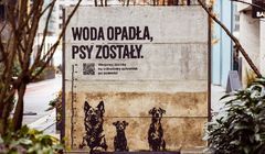 „Woda opadła, psy zostały” w kampanii pomocowej