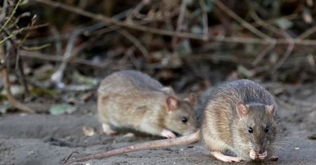 Szczurze gniazdo przy komisariacie we Wrocławiu. "Niedługo będą bardziej popularne niż krasnale"