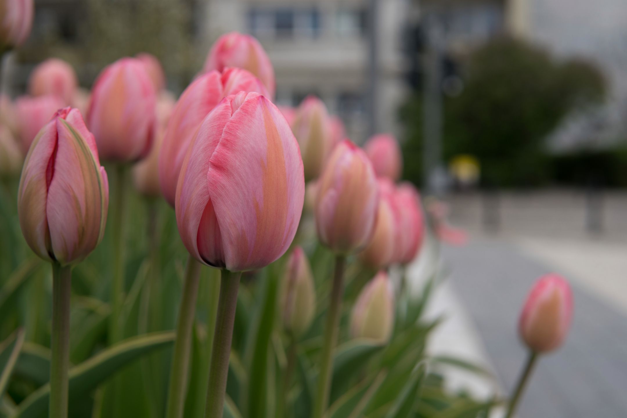 Sigma 30 mm f/1.4 DC DN - recenzja jasnego obiektywu stworzonego z myślą o bezlusterkowcach 16