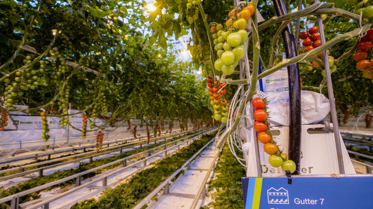 Holenderskie szklarnie znów będą pracować pełną parą