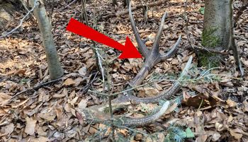 Zaczyna się w lasach. "Nie podchodź"