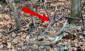 Zaczyna się w lasach. "Nie podchodź"