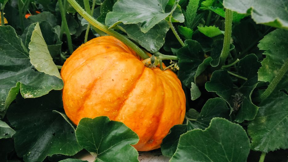 Orange fresh pumpkin in garden
pumpkin, plant, green, baby, natural, orange, agriculture, vegetable, pumpkins, harvest, plants, background, healthy, october, growing, season, outdoor, farm, fall, autumn, organic, halloween, field, nature, big, leaves, color, food, fresh, leaf, september, garden, fruit, full, stem, squash, gourd, patch, summer, decoration, symbol, closeup, yellow, holiday, colorful, flower, one, spring, floral, seasonal, pumpkin, plant, green, baby, natural, orange, agriculture, vegetable, pumpkins, harvest, plants, background, healthy, october, growing, season, outdoor, farm, fall, autumn, organic, halloween, field, nature, big, leaves, color, food, fresh, leaf, september, garden, fruit, full, stem, squash, gourd, patch, summer, decoration, symbol, closeup, yellow, holiday, colorful, flower, one, spring, floral, seasonal