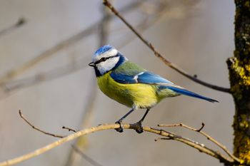 Sikorka w ogrodzie. Ten znak wiele mówi o twoim otoczeniu