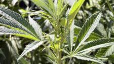 Pochodne marihuany zwalczą ból i nie uzależnią 1