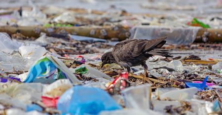 Polska stanie się plastikowym śmietnikiem Europy? Rząd zaspał z ważnymi przepisami