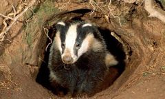 Wygłodniały borsuk odkrył skarb z czasów Imperium Rzymskiego