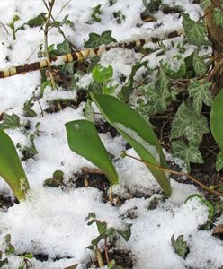 Powieje chłodem z północy. Prognoza zagrożeń IMGW przewiduje przymrozki