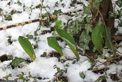 Powieje chłodem z północy. Prognoza zagrożeń IMGW przewiduje przymrozki