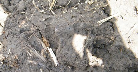 Drogocenne odkrycie w gminie Biskupiec. Komentarz archeologa