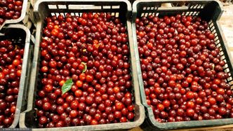 Mało wiśni na rynku. Bardzo wysokie ceny w skupach