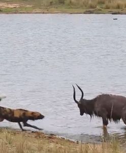 Likaony kontra antylopa. Zaskakujący finał pojedynku
