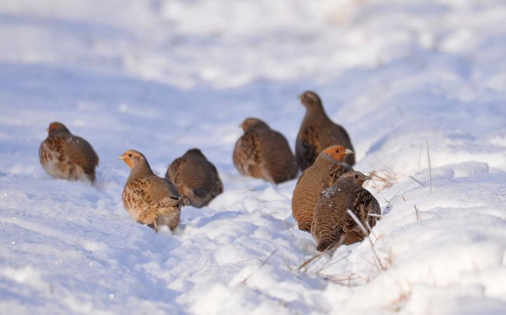 Zauważono je w Czarnobylu. Niezwykłe odkrycie naukowców