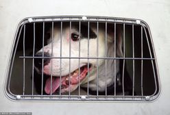 Przemyśl. Nie żyje 12-latek zaatakowany przez amstaffy. Jest śledztwo