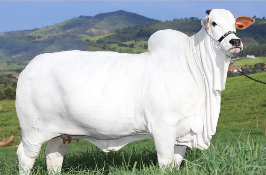 W Brazylii sprzedano najdroższą krowę na świecie