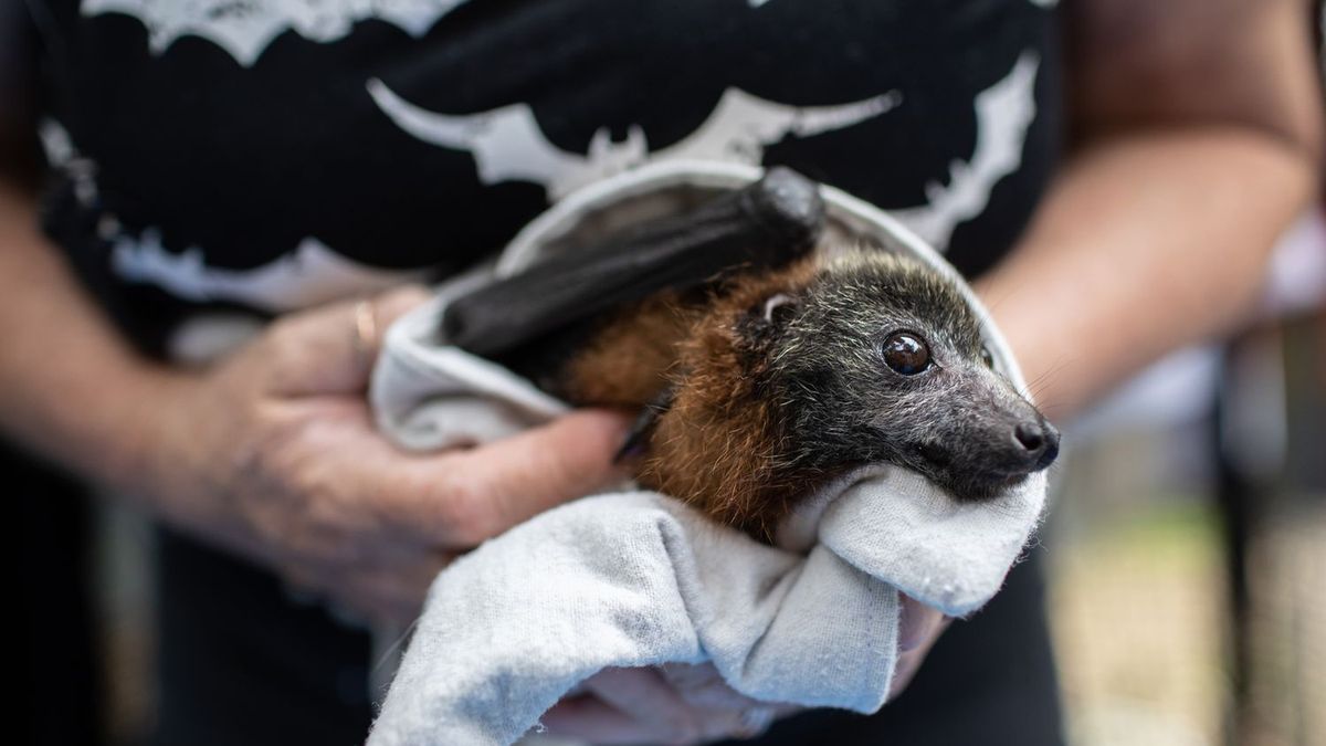 Naukowcy twierdzą, że koronawirusy spokrewnione z Sars-CoV-2 mogą krążyć u nietoperzy w wielu częściach Azji. 