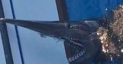 Wygląda jak stworzenie z filmów science fiction. Turyści na Kanarach przerażeni