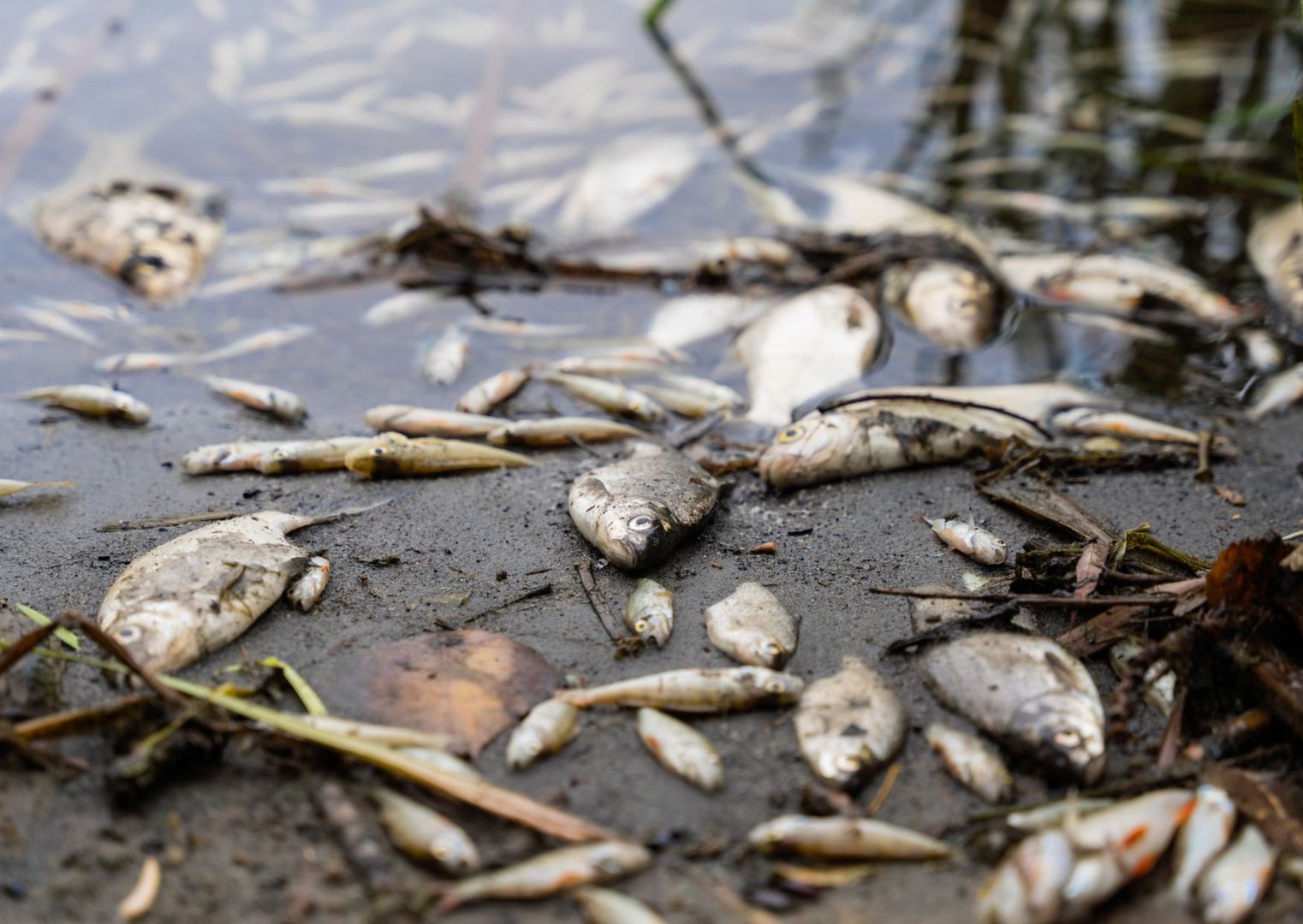 Tona martwych ryb wyłowionych z Odry. Wciąż nie znamy przyczyny