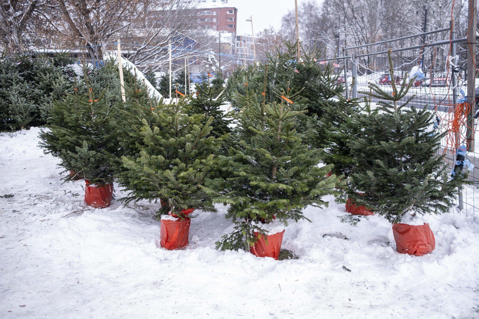 Darmowe drzewka za elektroodpady (i nie tylko)