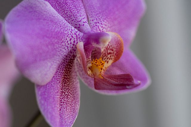 1/320 s, f/2.8, 60 mm, ISO 320, 0 EV, RAW, OLYMPUS M.60mm F2.8 Macro