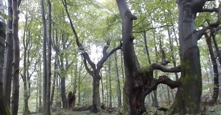 Niezwykłe drzewa na szczycie Bieszczad. Nagranie z Nadleśnictwa Baligród